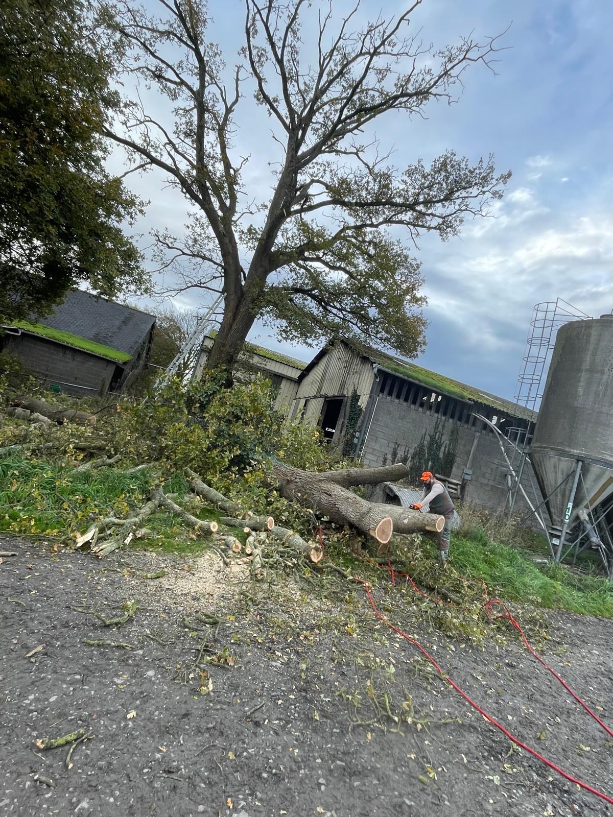 Abattage et démontage